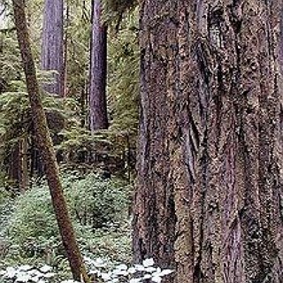 BucketList + Wander The Redwood National Forrest