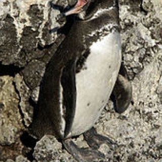 BucketList + Visit The Galapagos Islands And See Penguins