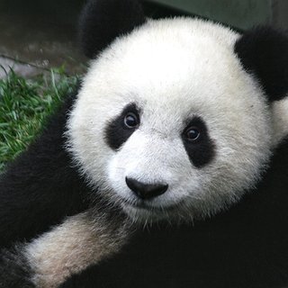 BucketList + Have A Panda