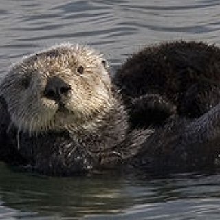 BucketList + Swim With Otters