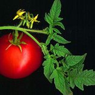 BucketList + Eat Something I Have Grown Myself