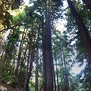 BucketList + Hug A Redwood Tree.
