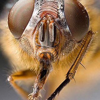 BucketList + Hold A Giant Insect