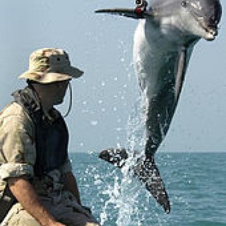 BucketList + See A Dolphin In The Wild
