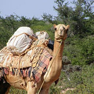 BucketList + Ride A Camel Through The Dessert