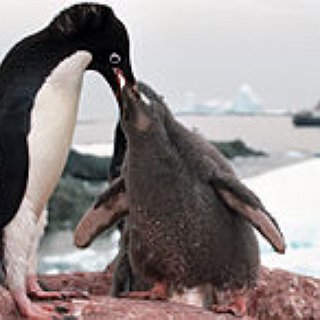 BucketList + See A Penguin In Its Natural Habitat