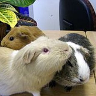 BucketList + Visit The Guinea Pig Rescue