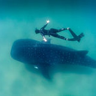BucketList + Nadar Com Tubarão Baleia