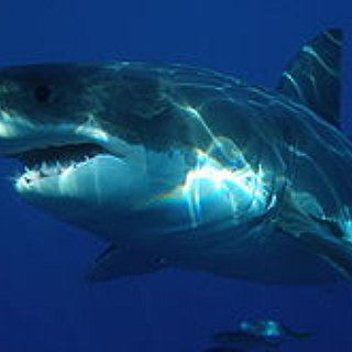 BucketList + Get To See A Live Great White Shark