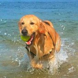 BucketList + Own A Golden Retriever 