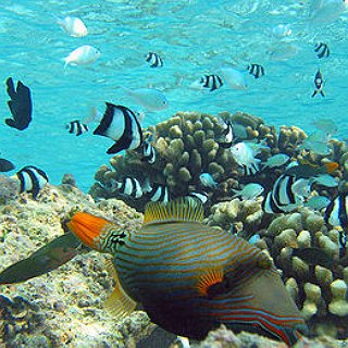 BucketList + Own Tropical Fish