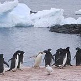 BucketList + See Penguins And Polar Bears  In Their Natural Environment.