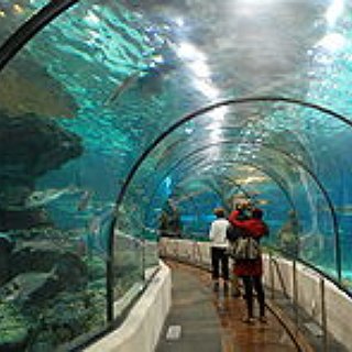 BucketList + Visit A Walk-Through Aquarium