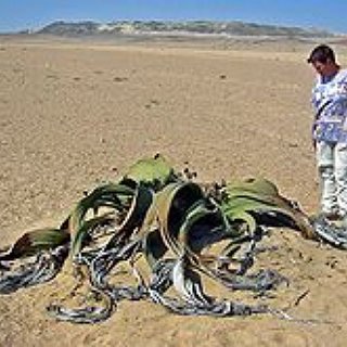 BucketList + Visit The Namib Desert