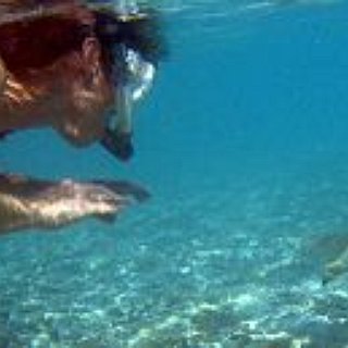 BucketList + I Want To Swim With Sharks