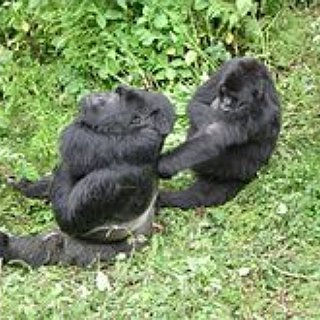 BucketList + See Mountain Gorillas In Rwanda/Uganda