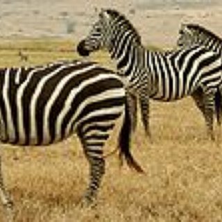 BucketList + Pet A Zebra