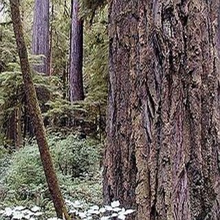 BucketList + See The Redwood And Sequoia Forests