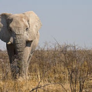 BucketList + See Elephants In The Wild