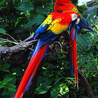 BucketList + Go To The Amazon Rainforest