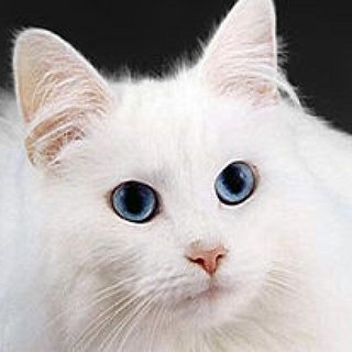 BucketList + Lay In Bed All Day With Your Lover And Watch All The Cat Videos On Youtube.