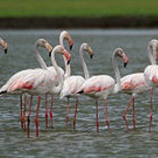 BucketList + See Pink Flamingos In Their Natural Habitat