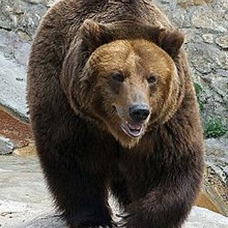 BucketList + Wrestle A Bear