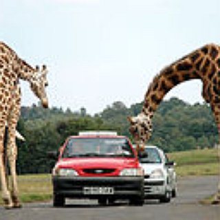 BucketList + To Take All My Grandchildren To The Zoo