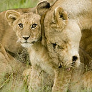 BucketList + Pet A Lion