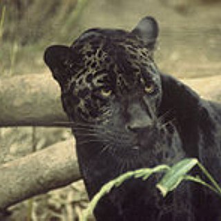 BucketList + Have A Pet Jaguar