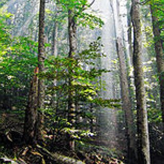 BucketList + Plant A Tree Every Year On My Birthday