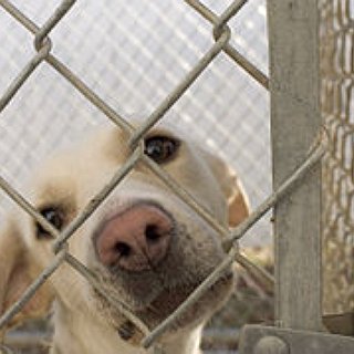 BucketList + Adopt A Dog From An Animal Shelter