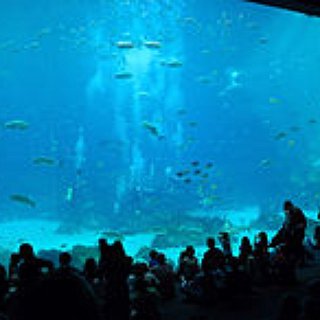 BucketList + Visit The Georgia Aquarium
