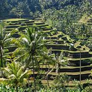 BucketList + Bicycle In Ubud, Bali