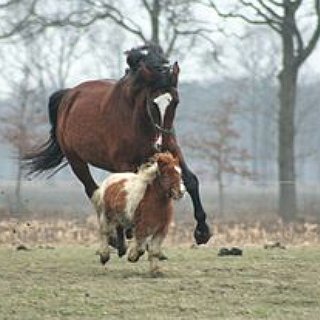 BucketList + Ride A Horse Without A Saddle.