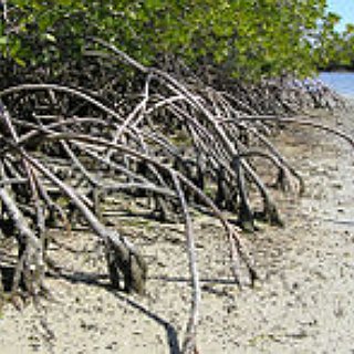 BucketList + Visit The Everglades.