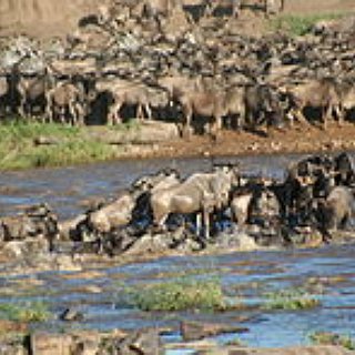 BucketList + See The Great Migration Of The Serengeti, Tanzania