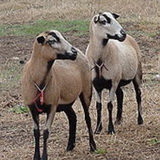 BucketList + Shear A Sheep