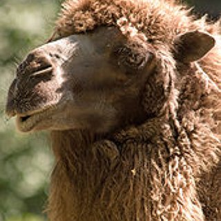 BucketList + Andar De Camelo No Egito