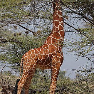 BucketList + Ride A Giraffe