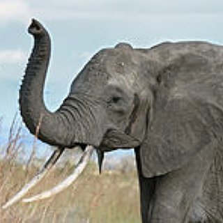 BucketList + Touch A Real Elephant