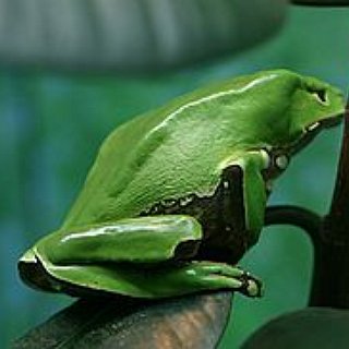 BucketList + Go On An Amazon Rainforest Expedition