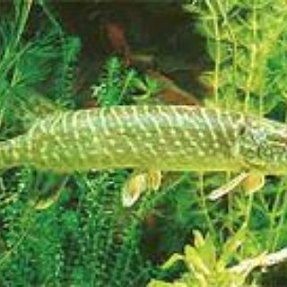 BucketList + Catch A 20Lb Plus Pike