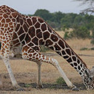 BucketList + Go To The Zoo