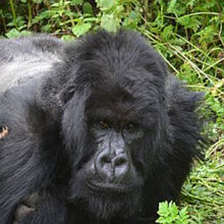 BucketList + See Mountain Gorillas In Their Natural Habitat