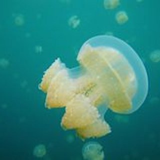 BucketList + Swim With Jellyfish!