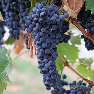 BucketList + Stomp On Grapes At A Vineyard