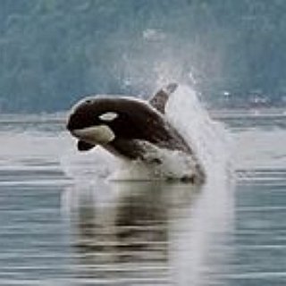 BucketList + See A Orca Whale In The Ocean