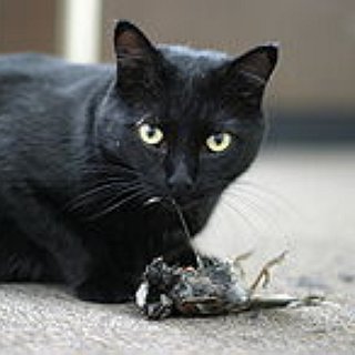 BucketList + Get A Cat