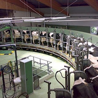 BucketList + Milking Cows